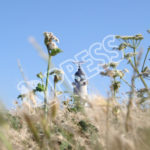 Blanc Nez Gris Nez Aletheia Press M.Railane