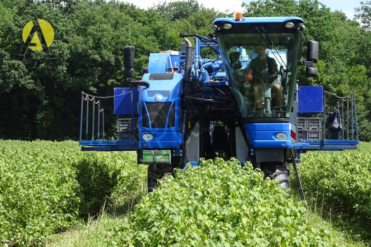 Machine récolte cassis en action dans un champ