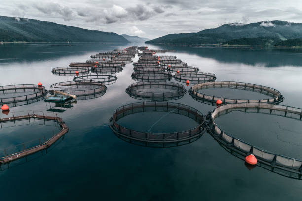 Le Grand-Est est la troisième région de production de poissons d’étang.